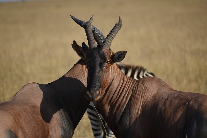 06 Days Kenya LuxuryLodge Safari - Why this 6-day Kenya luxury safari route actually makes sense