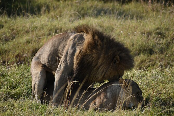 06 Days Kenya LuxuryLodge Safari - Day 2: Full Maasai Mara game day, hippo pool picnic lunch, and close-range viewing