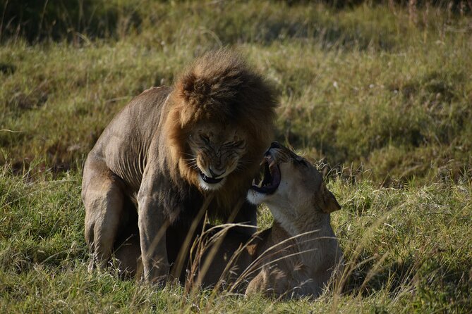 06 Days Kenya LuxuryLodge Safari - Day 3: Lake Nakuru rhino time, birds, and Mt. Longonot and Lake Naivasha views