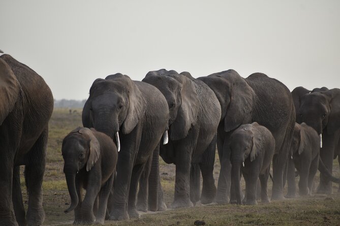 06 Days Kenya LuxuryLodge Safari - Day 4: Driving into Amboseli, Lake Nakuru birding, and rhino conservation context