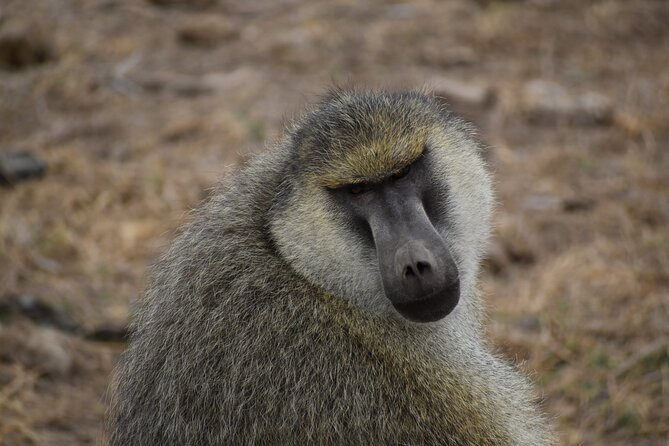 06 Days Kenya LuxuryLodge Safari - Day 6: Final morning drives and back to Nairobi late afternoon
