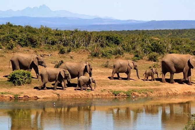 1 Day Amboseli Classic Safari Tour package,bruno safaris Kenya - Nairobi pickup and private transport that keeps the day smooth