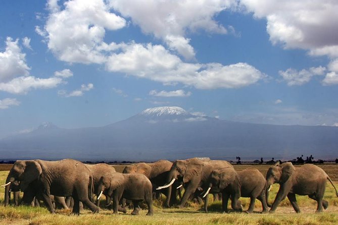 1-Day Amboseli Safari - Key things I think you will notice right away