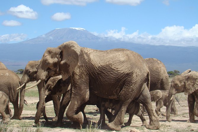 1-Day Amboseli Safari - Why Amboseli in one day actually feels like a real safari