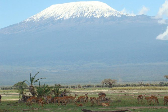 1-Day Amboseli Safari - Game drive in Amboseli: five habitat types, big elephant families, and real variety