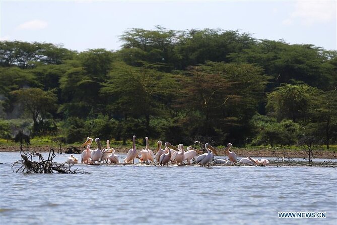 1 Day Bike Tour to Hell’s Gate And Lake Naivasha - Flamingos and birds: the pink payoff on Lake Naivasha