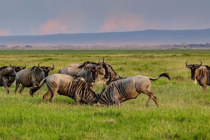 1 Day Classic Amboseli Safari - Mount Kilimanjaro stop and Observation Hill: where the panoramas meet the animals