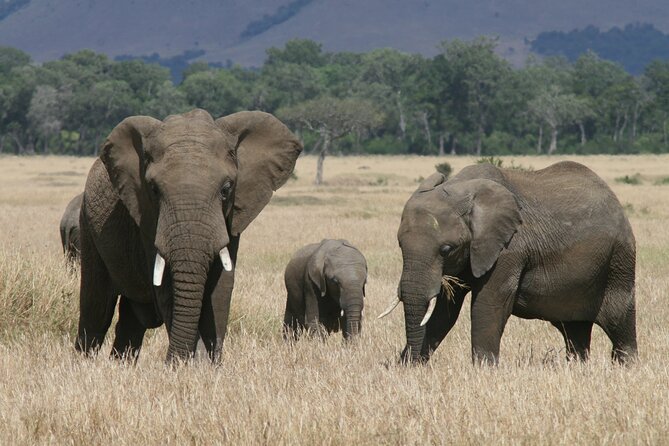 1-Day Maasai Mara Safari - Getting to Maasai Mara From Nairobi in One Long Day