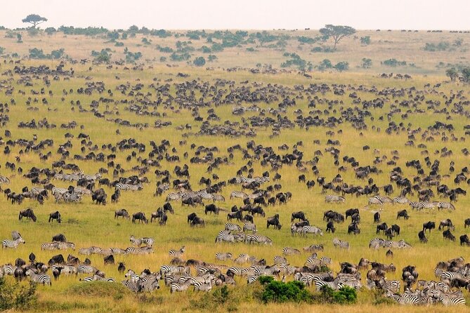 1-Day Maasai Mara Safari - Mara River Picnic Lunch, and Why Hippos and Crocodiles Matter