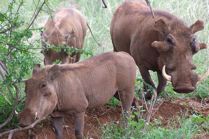 1 Day Red Elephant Safari starting from Diani beach. - Afternoon game drive: a second chance at the big moments