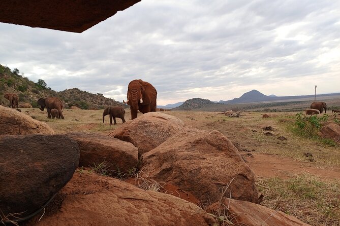1 Day Red Elephant Safari starting from Diani beach. - Why Red Elephants are the headline target