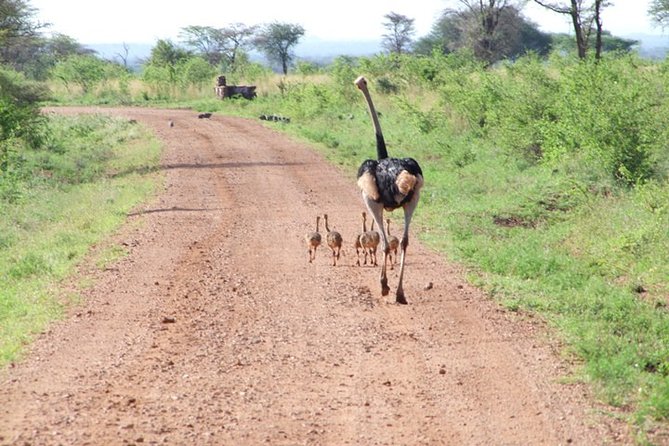 1 Day Red Elephant Safari starting from Diani beach. - Who should book this one-day Red Elephant safari