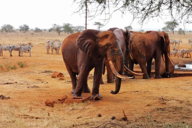 1 Day Red Elephant Safari starting from Diani beach. - The lunch break that keeps the whole day on track