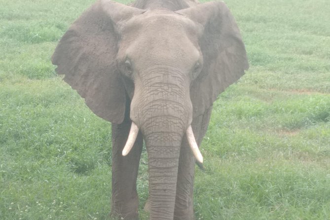 1 day Shimba hills - The 7:00 am game drive: when the guide really makes the difference