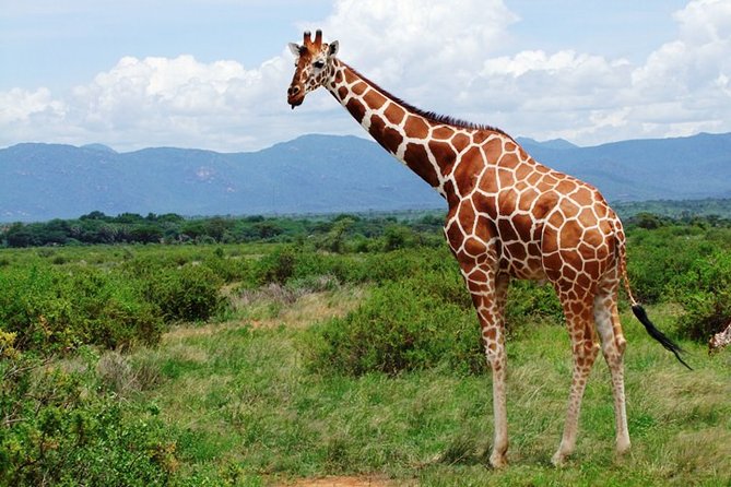 1 Day Shimba Hills starting from Diani Beach. - Shimba Hills National Reserve: what the place is like (and why it’s worth it)