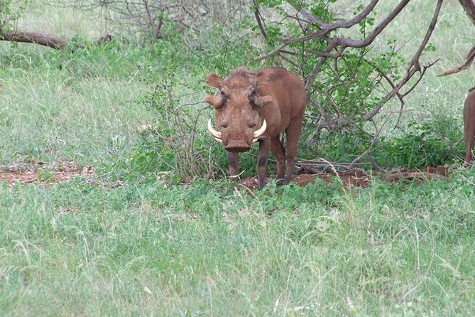 1 Day Shimba Hills starting from Diani Beach. - Wildlife odds in Shimba Hills: birds, antelope, and the elephant question