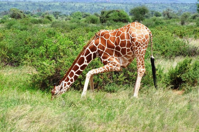 1 Day Shimba Hills starting from Diani Beach. - Price and value from Diani Beach: what $248 really covers