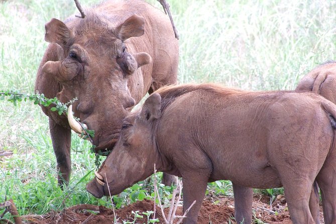 1 Day Shimba Hills starting from Diani Beach. - Sheldrick Falls hike: distance, pacing, and the shower option