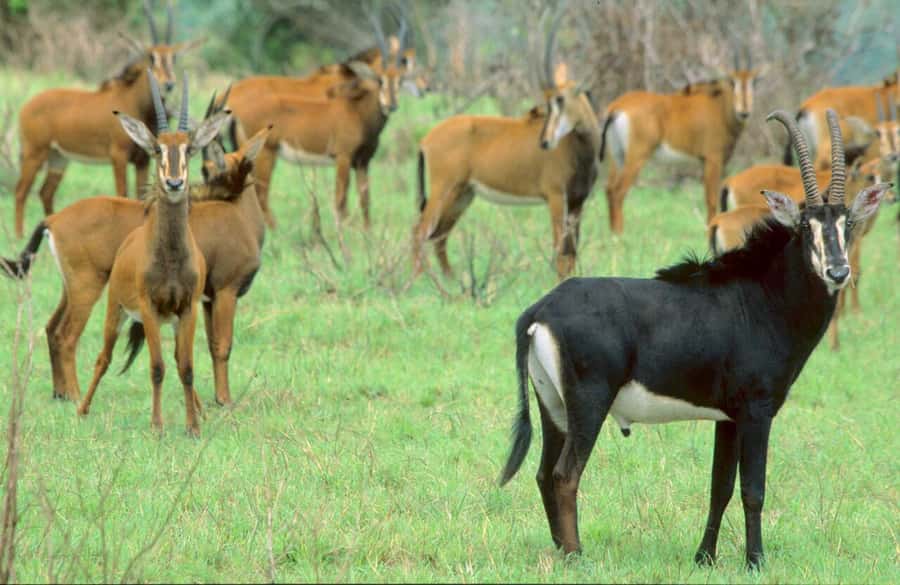 1 day Shimba Hills Tour - Diani to Shimba Hills: the 35 km drive and why timing matters