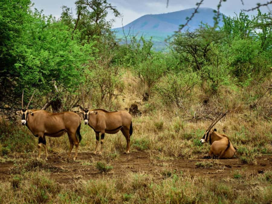 1 day Shimba Hills Tour - Afternoon game drive until 3:00 pm: how to maximize your last window