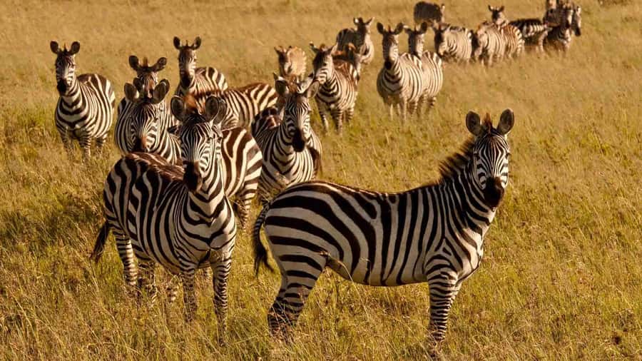 1 day Shimba Hills Tour - What to bring (and what the park won’t allow)
