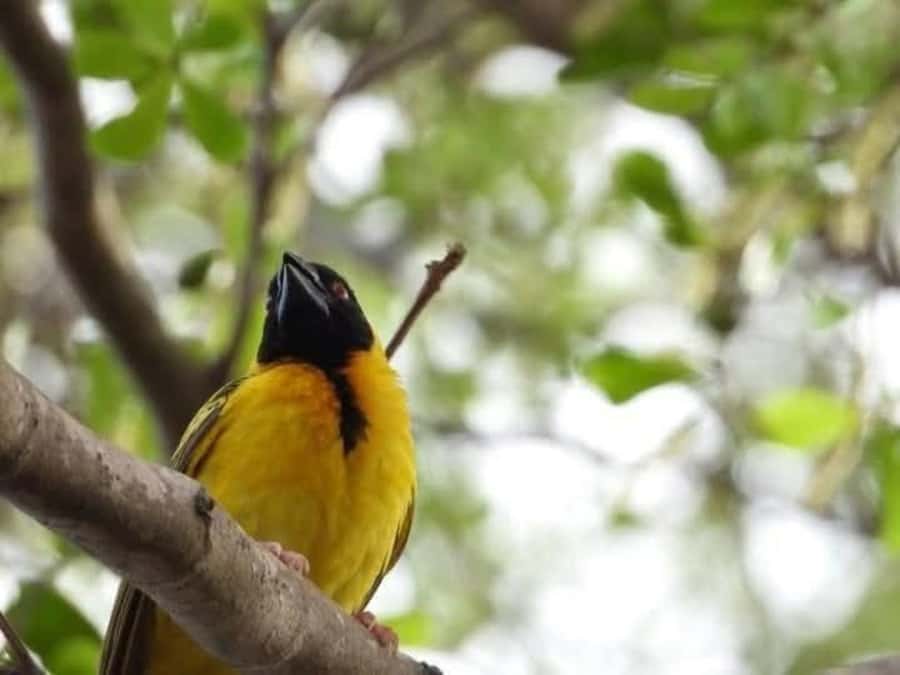 1 day Shimba Hills Tour - Wildlife and bird checklist: tune your expectations to Shimba Hills