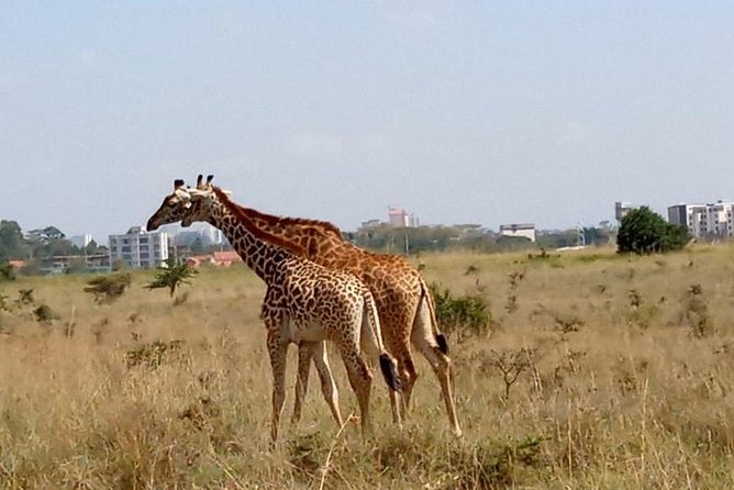 1 Day Tour Nairobi National Park,Giraffe Center&Karen Blixen - Nairobi National Park, City-Skyline Wildlife You Can Do in a Day