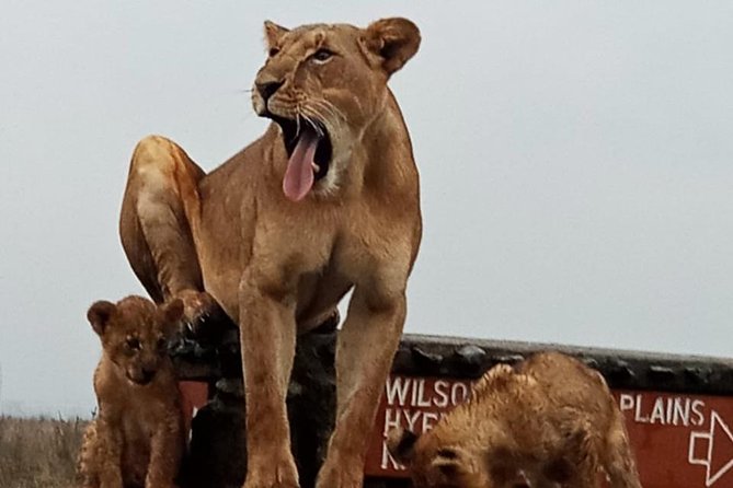 1 Day Tour Nairobi National Park,Giraffe Center&Karen Blixen - Karen Blixen Museum, Out of Africa in a Real Nairobi Building
