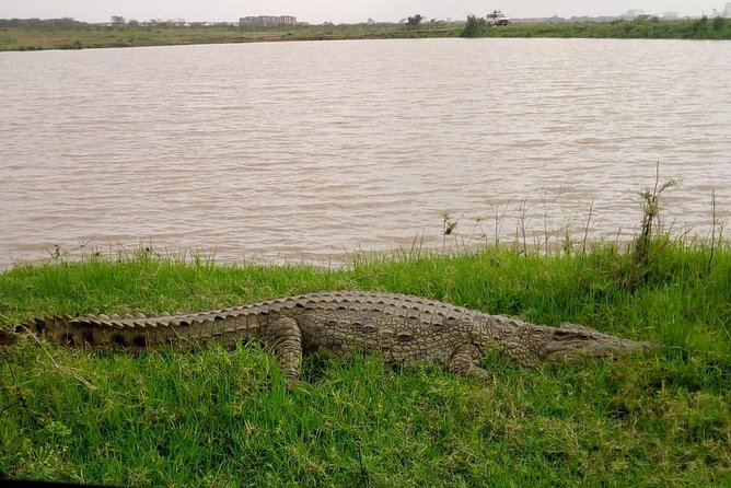 1 Day Tour Nairobi National Park,Giraffe Center&Karen Blixen - Price and Logistics, What the $46 Really Buys You