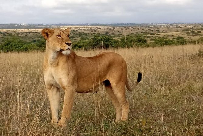 1 Day Tour Nairobi National Park,Giraffe Center&Karen Blixen - Timing: Starting at 5:30am and Moving Through 7 Hours