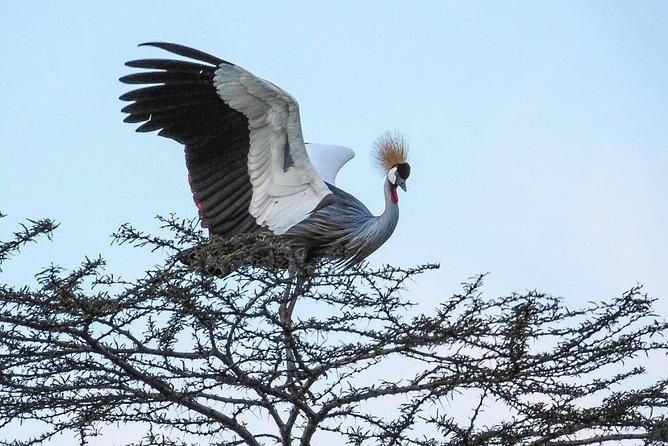 1 Day Tour Nairobi National Park,Giraffe Center&Karen Blixen - Who This Tour Fits Best