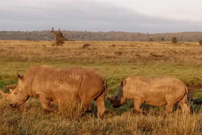 1 Day Tour Nairobi National Park,Giraffe Center&Karen Blixen - Should You Book This Nairobi National Park, Giraffe Centre and Karen Blixen Tour?