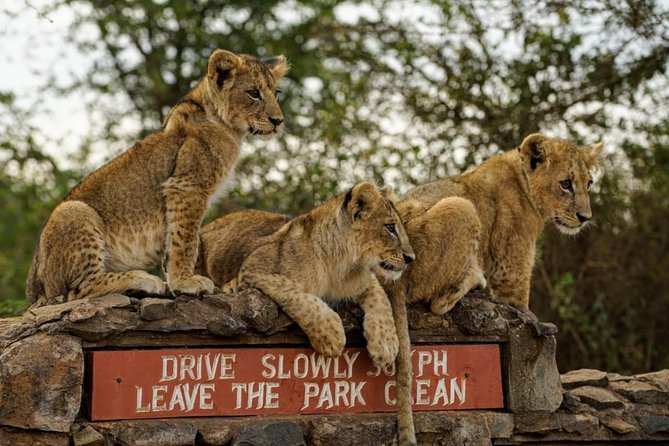 1 Day Tour Nairobi National Park,Giraffe Center&Karen Blixen - Giraffe Centre Stop, a Focused Break From City Stops