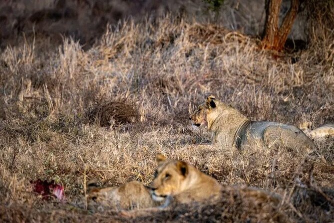 1 Day Tsavo East Safari Discovery of Kenya's Wildlife - Tsavo East in 12 hours: why this is a smart wildlife target