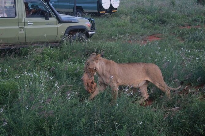 1 Day Tsavo East Safari Discovery of Kenya's Wildlife - On safari in Tsavo East: semi-arid savannah, Galana River, and Yatta Plateau