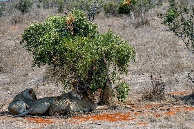 1 Day Tsavo East Safari Discovery of Kenya's Wildlife - What you might see during the drives: Big Four hunting, plus the extras