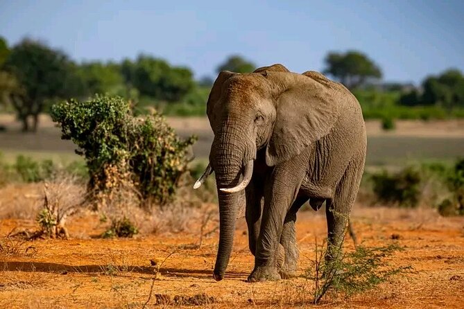 1 Day Tsavo East Safari Discovery of Kenya's Wildlife - Lunch at Sentrim Tsavo Camp: food, timing, and waterhole viewing