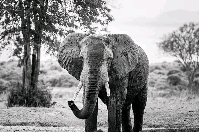 1 Day Tsavo East Safari Discovery of Kenya's Wildlife - Price and value: what you get for $450 per person