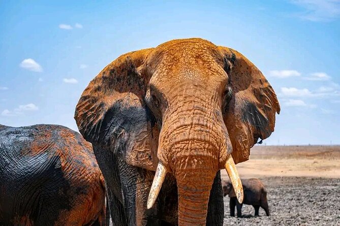 1 Day Tsavo East Safari Discovery of Kenya's Wildlife - The early morning plan: pickup, breakfast, and entering via Bachuma Gate