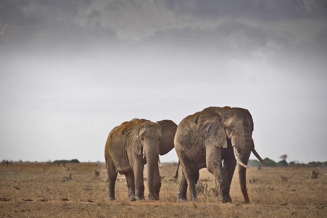 1-Day Tsavo East Safari From Mombasa - Why Tsavo East Fits a Short Stay From Mombasa