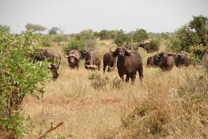 1-Day Tsavo East Safari From Mombasa - How Long Is the Day, and How to Plan for It