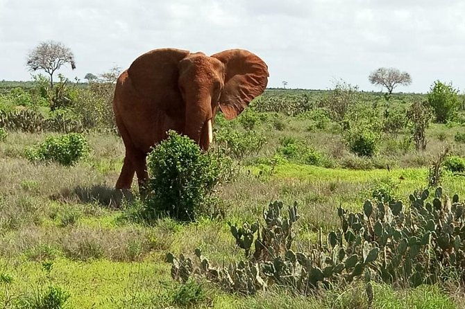 1 Day Tsavo East Safari ( Minimum 2 Pax) - Tsavo East in a single day: what the 5 to 7 hours really means
