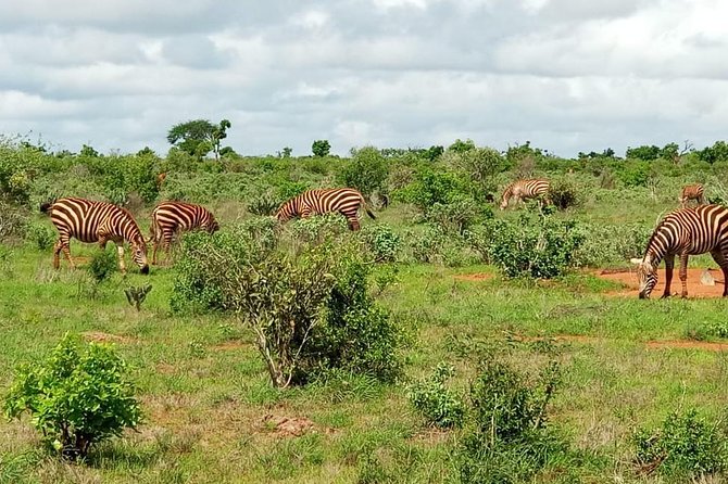 1 Day Tsavo East Safari ( Minimum 2 Pax) - The lunch break at Tsavo plains: why this stop is more than just food