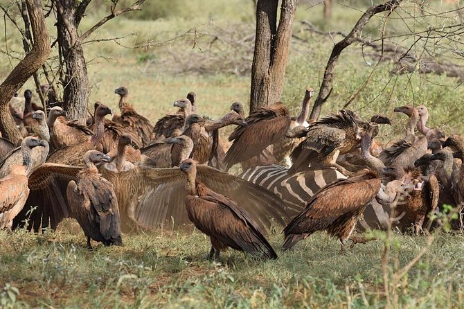 1 Day Tsavo East Safari ( Minimum 2 Pax) - Second game drive: using the afternoon window wisely