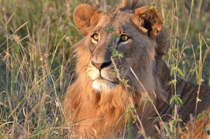 1 Day Tsavo East Safari ( Minimum 2 Pax) - Price and logistics: does $250 feel fair for this kind of day?