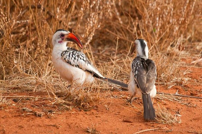 1 Day Tsavo East Safari ( Minimum 2 Pax) - Group size, comfort, and what to pack for a 5:00 am start