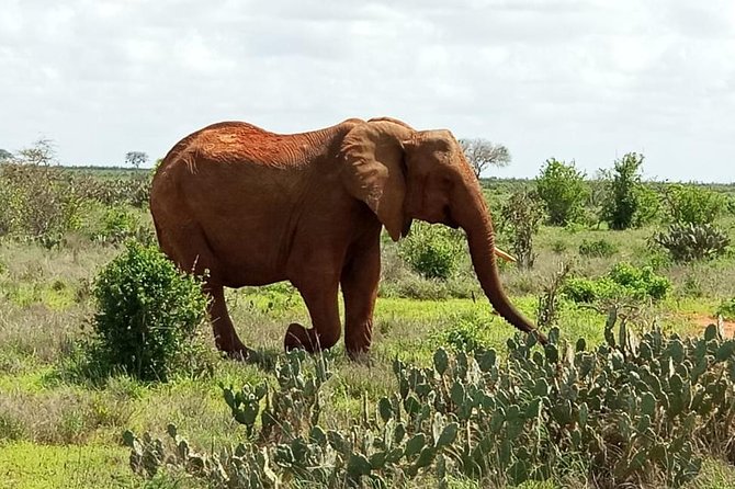 1 Day Tsavo East Safari ( Minimum 2 Pax) - How much wildlife commentary should you expect?