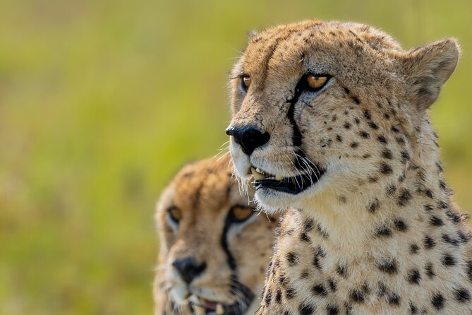10-Day Private Tour in Big Five Safari and Beaches - Day 1: Rift Valley Stops and Maasai Mara First Big-Game Day