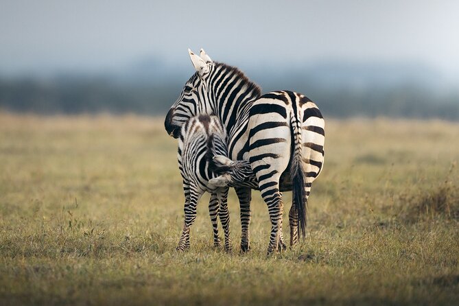 10 -Days Best of Kenya and Tanzania Classic Safari - Lake Nakuru: Flamingos, Birding Energy, and Flamingo Hill Camp Evenings