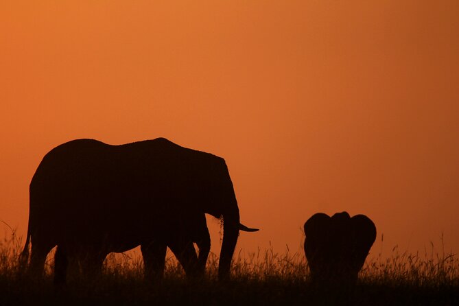 10 -Days Best of Kenya and Tanzania Classic Safari - Into Tanzania, Namanga Border, and Tarangire’s Elephant Energy